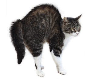This is an image of a defensive cat
